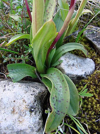 Orchis quadripunctata