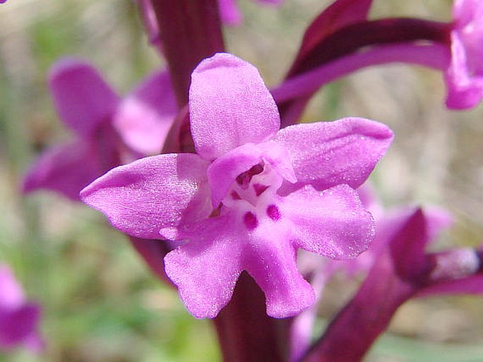 Orchis quadripunctata