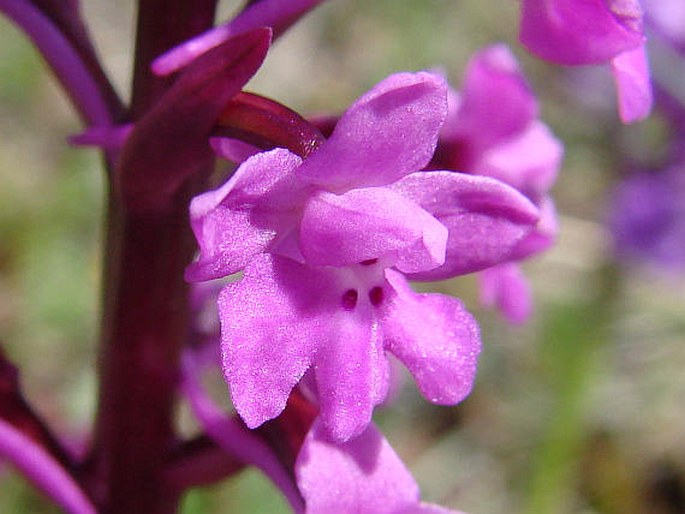 Orchis quadripunctata