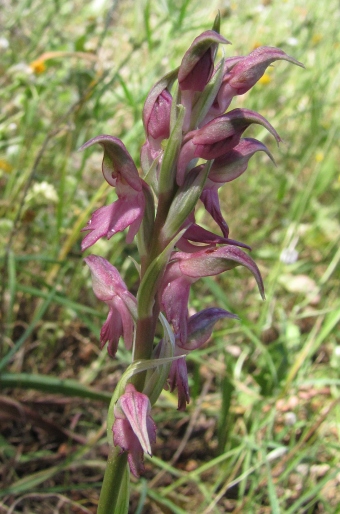 Anacamptis sancta