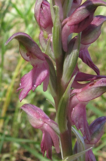 Anacamptis sancta