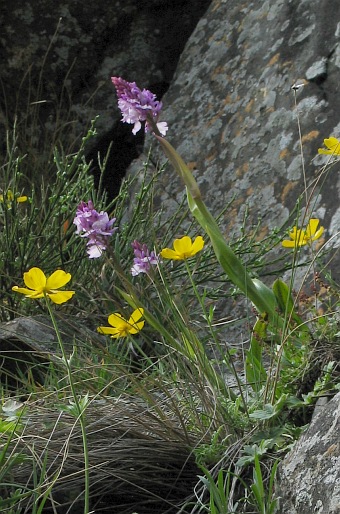 Orchis scopulorum