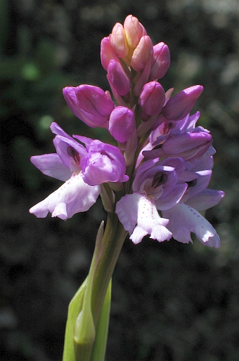 Orchis scopulorum