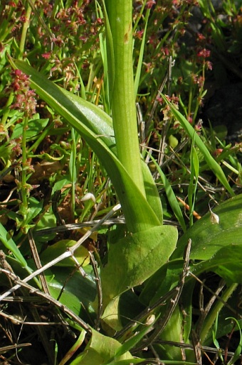 Orchis scopulorum