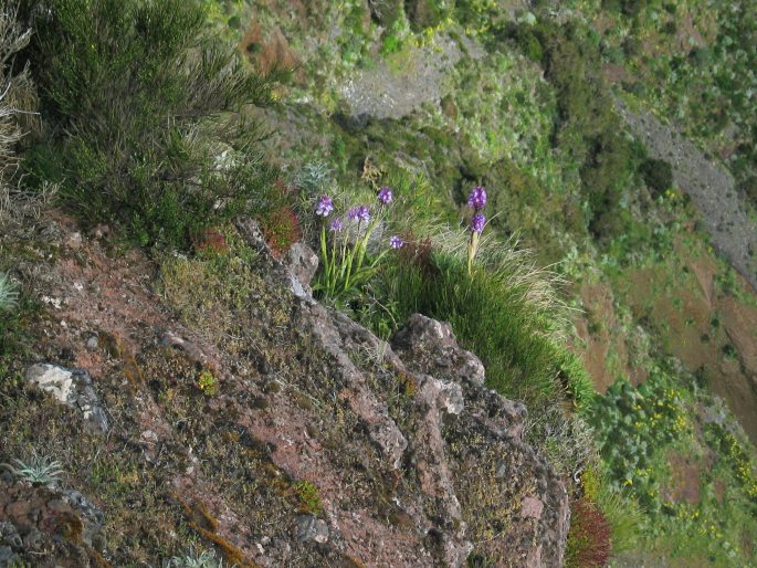 Orchis scopulorum