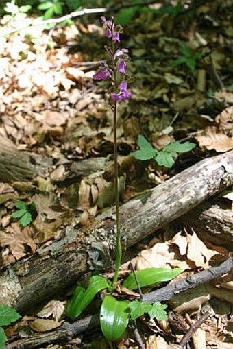 Orchis spitzelii