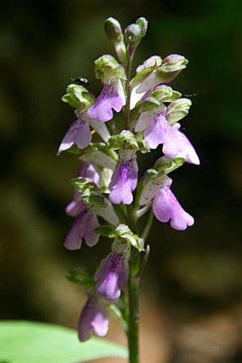 Orchis spitzelii