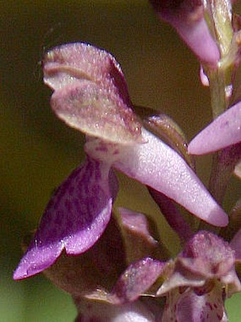 Orchis spitzelii