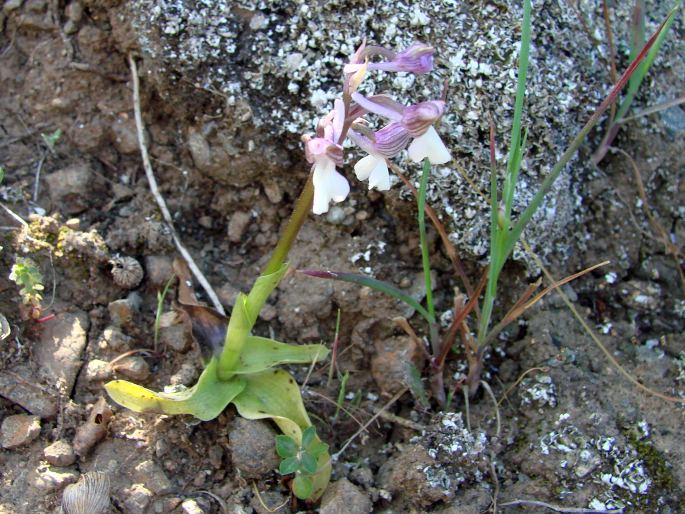 Anacamptis morio subsp. syriaca