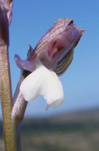 Anacamptis morio subsp. syriaca