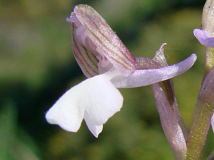 Anacamptis morio subsp. syriaca