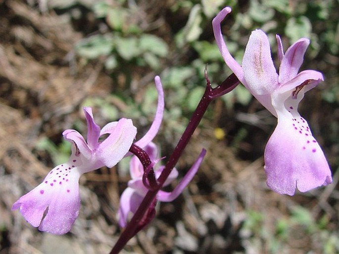 Orchis troodi