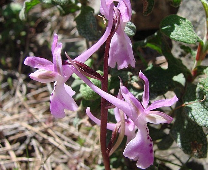 Orchis troodi