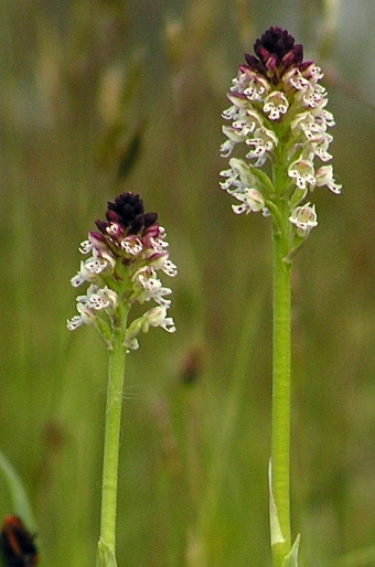 Neotinea ustulata