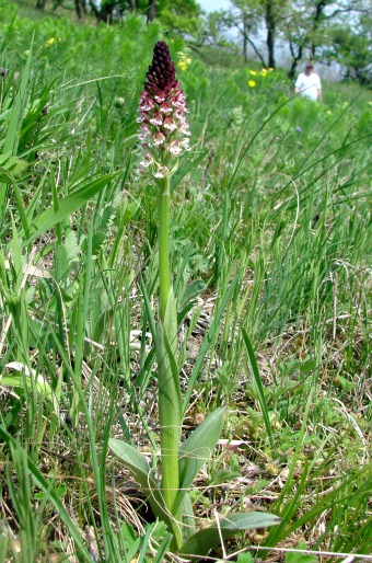 Neotinea ustulata