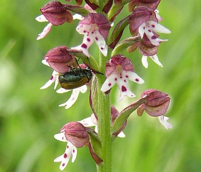 NEOTINEA USTULATA (L.) R. M. Bateman, Pridgeon et M. W. Chase - vstavač osmahlý / neotinea počerná