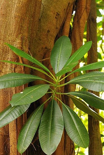 Ochrosia oppositifolia