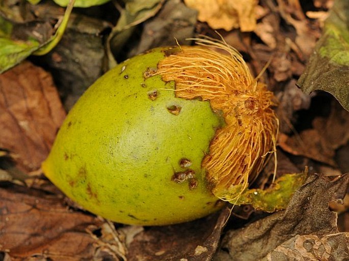 Ochrosia oppositifolia