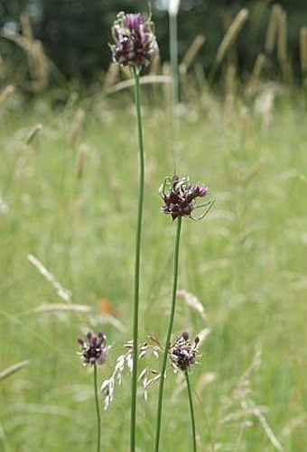 Allium scorodoprasum