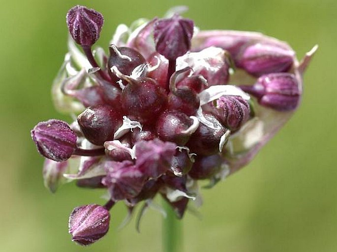 ALLIUM SCORODOPRASUM L. – česnek ořešec / cesnak orešec