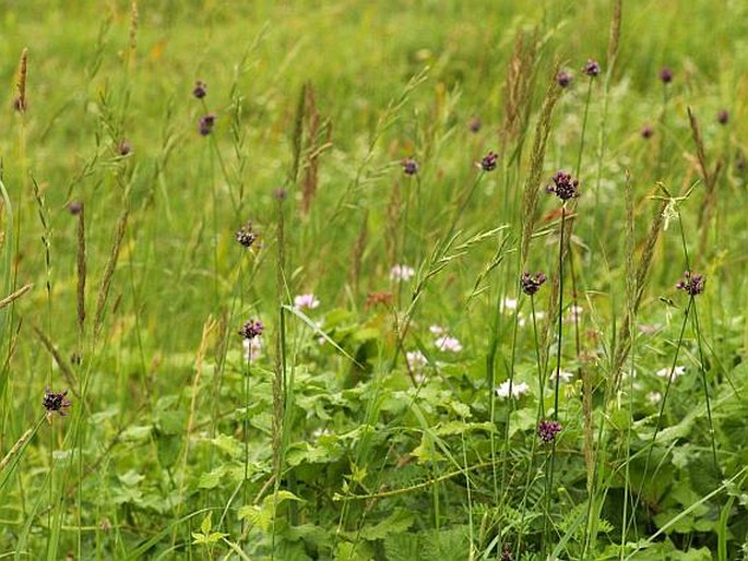 Allium scorodoprasum