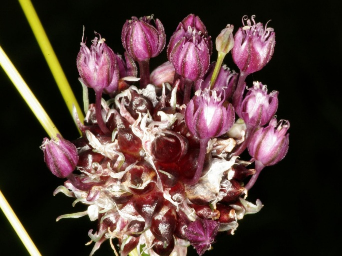 Allium scorodoprasum