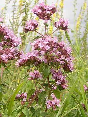 Origanum vulgare