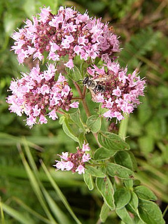 Origanum vulgare