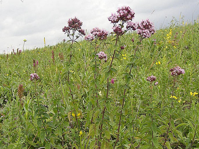 Origanum vulgare