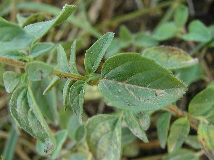 Origanum vulgare subsp. viridulum