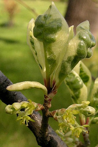 Orixa japonica