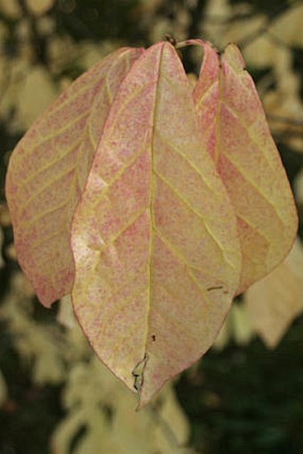 Orixa japonica