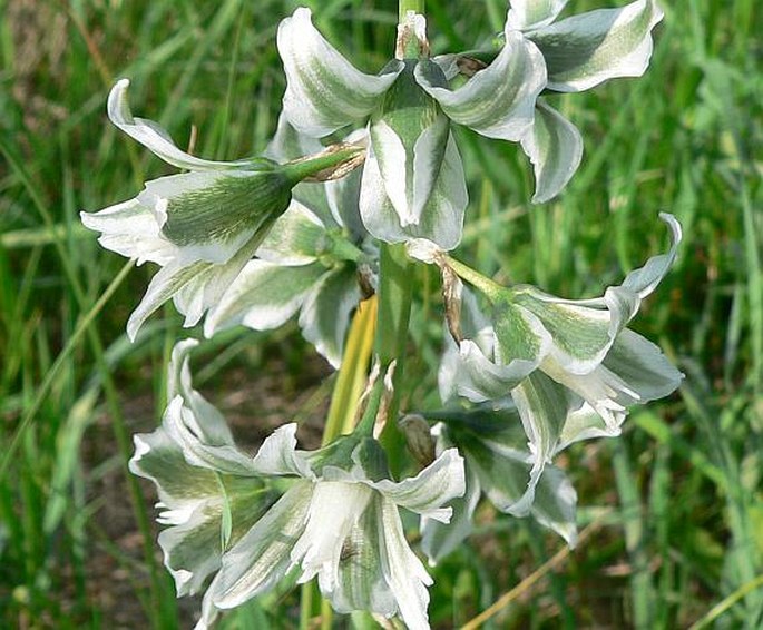 ORNITHOGALUM BOUCHEANUM (Kunth) Aschers. – snědek hřebenitý / bledavka Boucheova