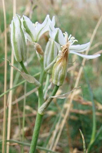 Ornithogalum comosum