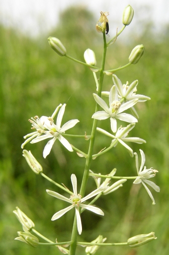 Ornithogalum pyrenaicum