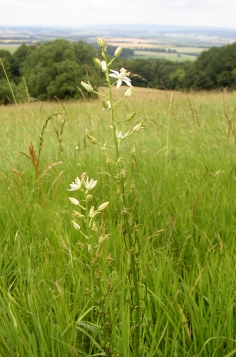 Ornithogalum pyrenaicum