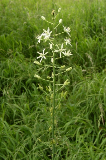 Ornithogalum sphaerocarpum