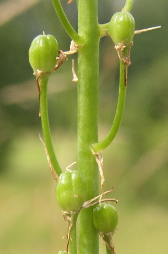 Ornithogalum sphaerocarpum