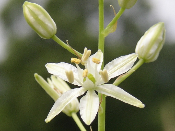 Ornithogalum sphaerocarpum