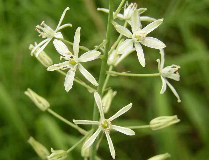 Ornithogalum sphaerocarpum