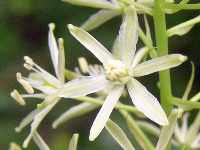 ORNITHOGALUM PYRENAICUM subsp. SPHAEROCARPUM (A. Kerner) Hegi – snědek pyrenejský kulatoplodý / bledavka guľatoplodá