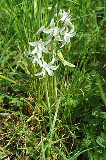 Ornithogalum nutans