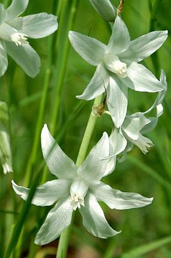 Ornithogalum nutans