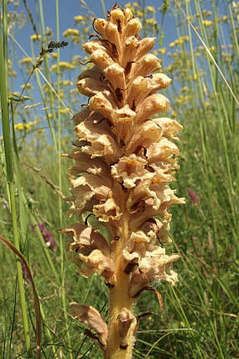 Orobanche alsatica