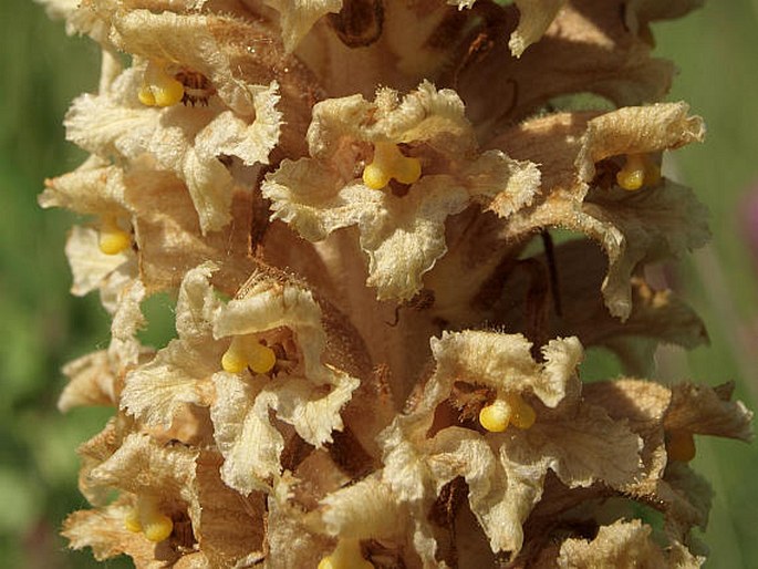 Orobanche alsatica