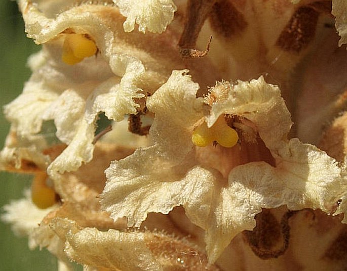 OROBANCHE ALSATICA Kirschl. – záraza alsaská