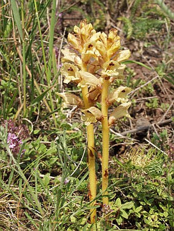 Orobanche alba subsp. alba