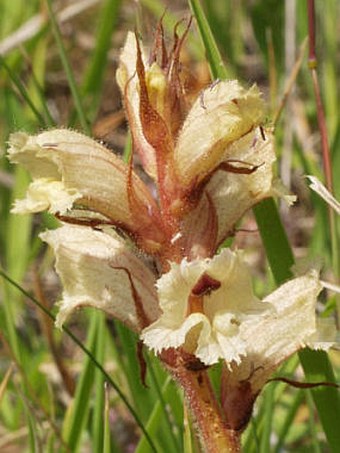 Orobanche alba subsp. alba