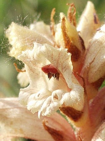 Orobanche alba subsp. alba