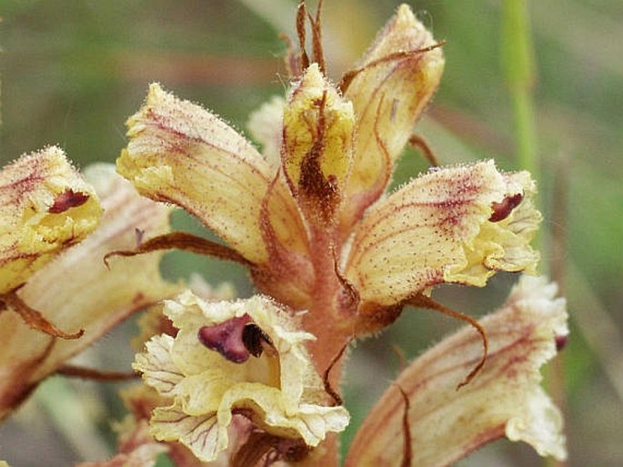 OROBANCHE ALBA Willd. subsp. ALBA – záraza bílá pravá / záraza biela pravá